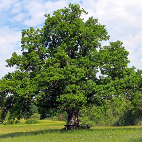 Oshan Trees Inc. - Home