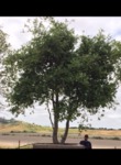 Quercus Agrifolia - California Live Oak Tree