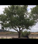 Quercus Agrifolia - California Live Oak Tree
