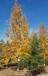 Native Sycamore