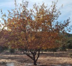 Quercus Agrifolia