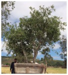 Native Quercus Agrifolia