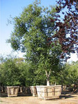 Native Quercus Agrifolia