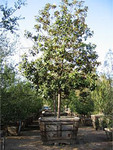 Native Magnolia Tree