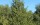 Quercus Agrifolia - California Live Oak Tree