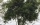 Quercus Agrifolia - California Live Oak Tree